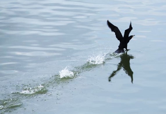 cormorano che si invola dal lago di San Giuliano (MT)
