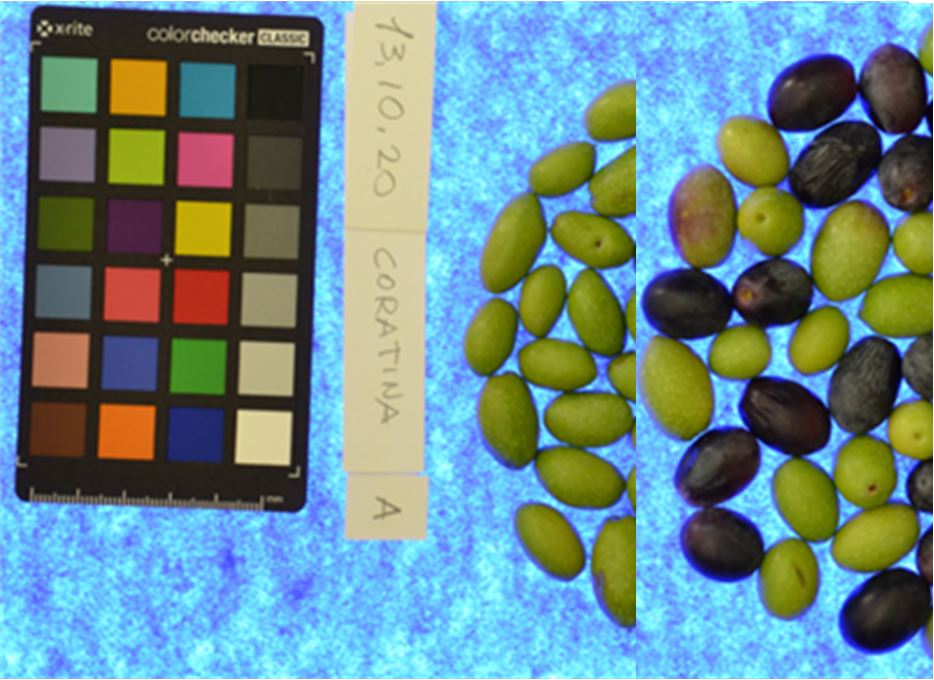 Controllo del colore di campioni di olive