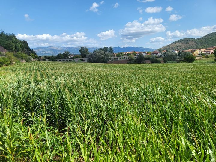 Campo di mais in Alta Val d'Agri