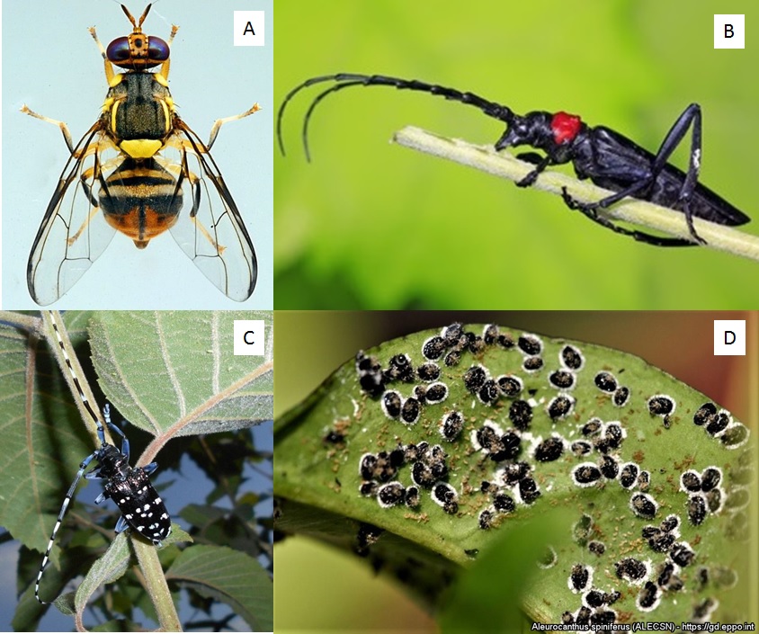 Alcuni insetti nocivi alla frutticoltura di cui si teme l'introduzione o la diffusione nella regione Basilicata: (A) Bactrocera dorsalis; (B) Aromia bungii; (C) Anoplophora chinensis; (D) Aleurochantus spiniferus