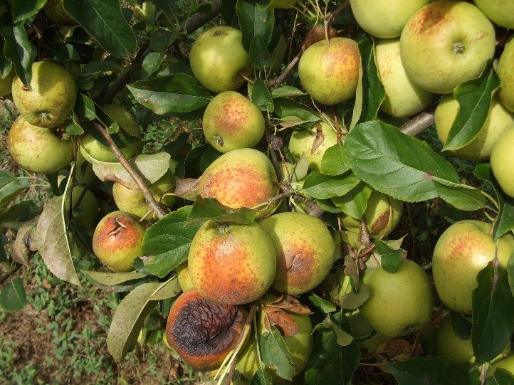 Danno da eccessiva insolazione su frutti di melo