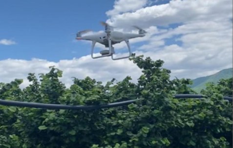 Drone in volo su noccioleto