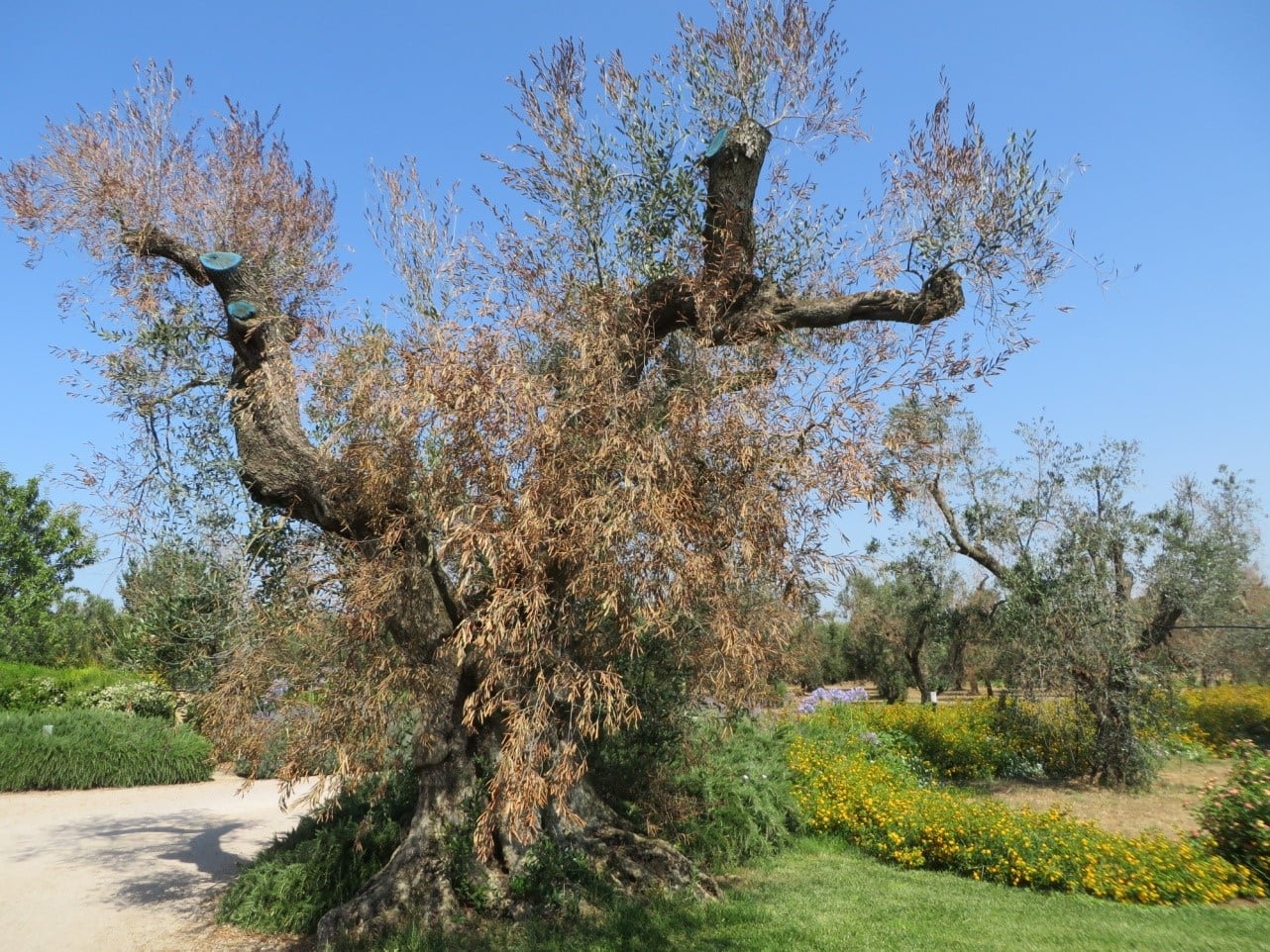 Complesso del disseccamento rapido dell’olivo (CoDiRo) causato da Xylella fastidiosa
