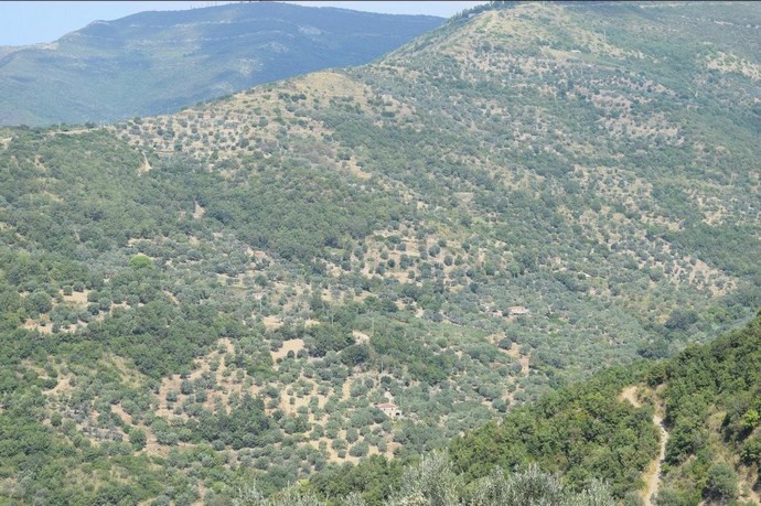 oliveto in area protetta