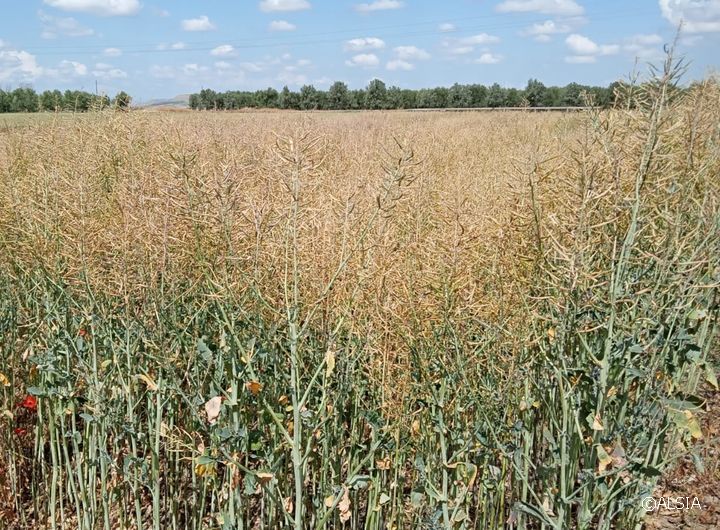 Campo sperimentale di colza. Fase di maturazione del seme