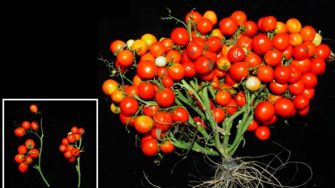 Pomodori urbani a grappoli, quelli coltivati per il progetto del Cold Spring Harbor Laboratory