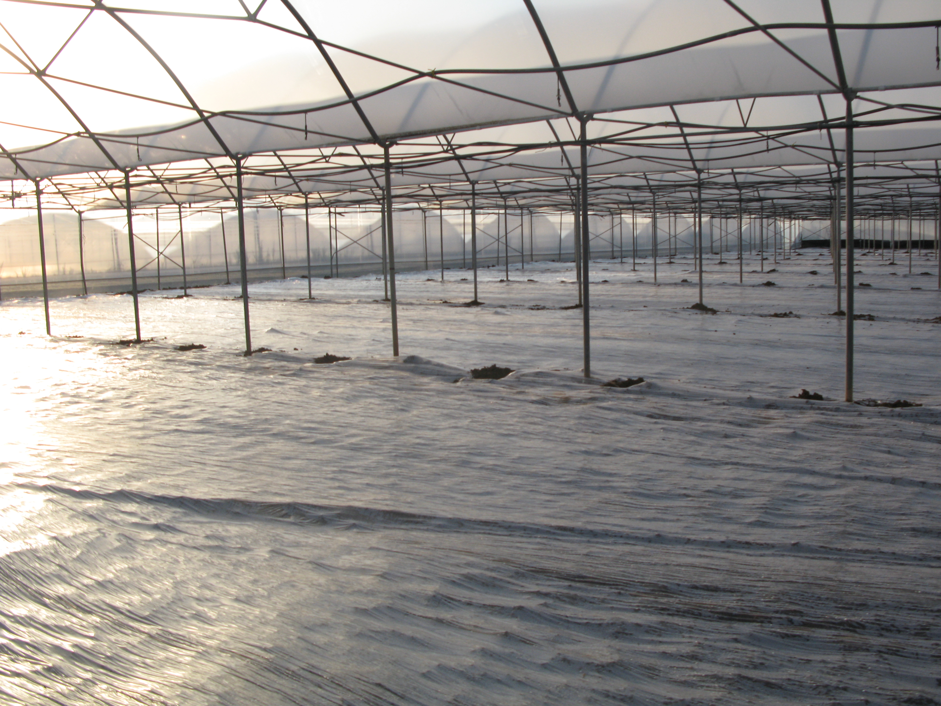 Solarizzazione in coltura protetta, sfruttando anche l’effetto serra della copertura